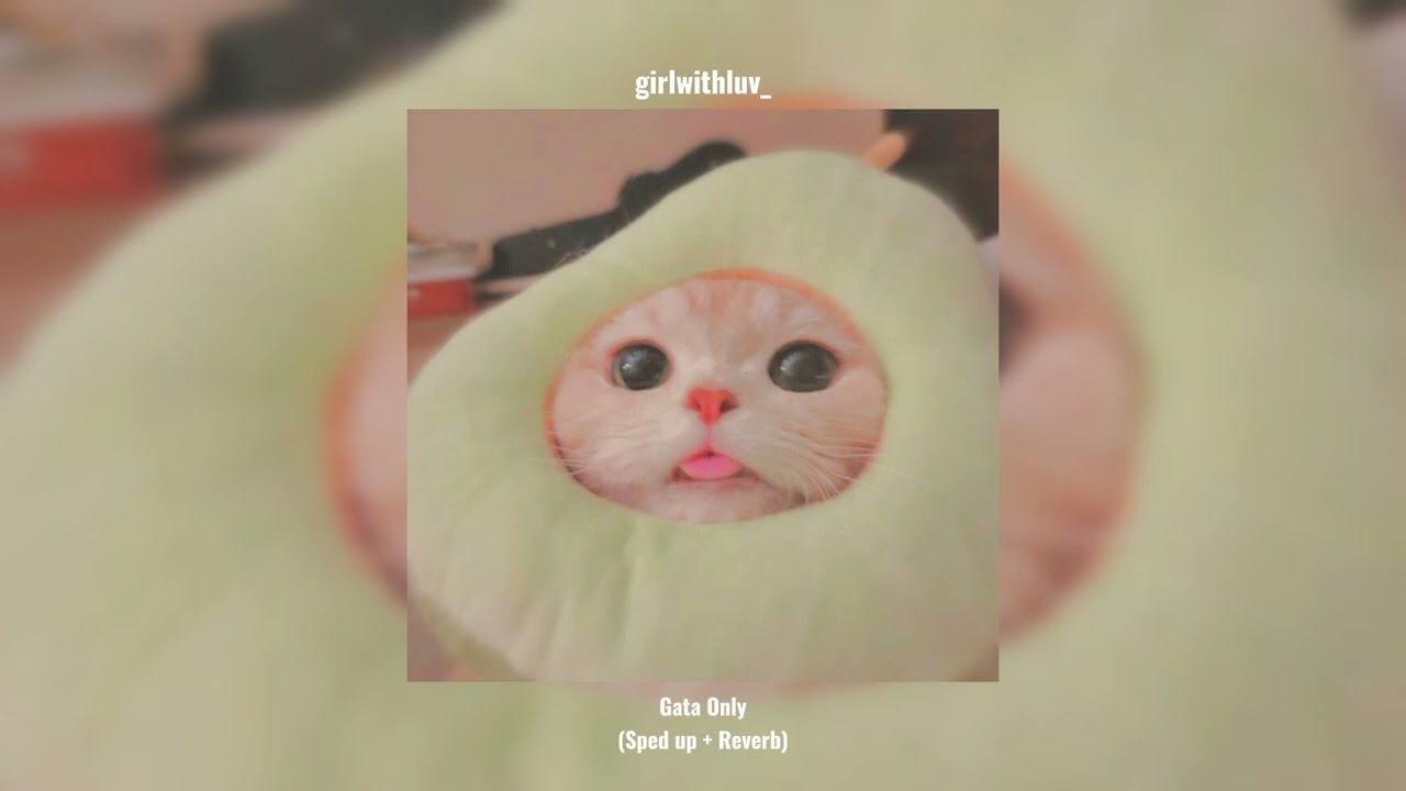 FloyyMenor FT Cris MJ - GATA ONLY (Sped up + Reverb)