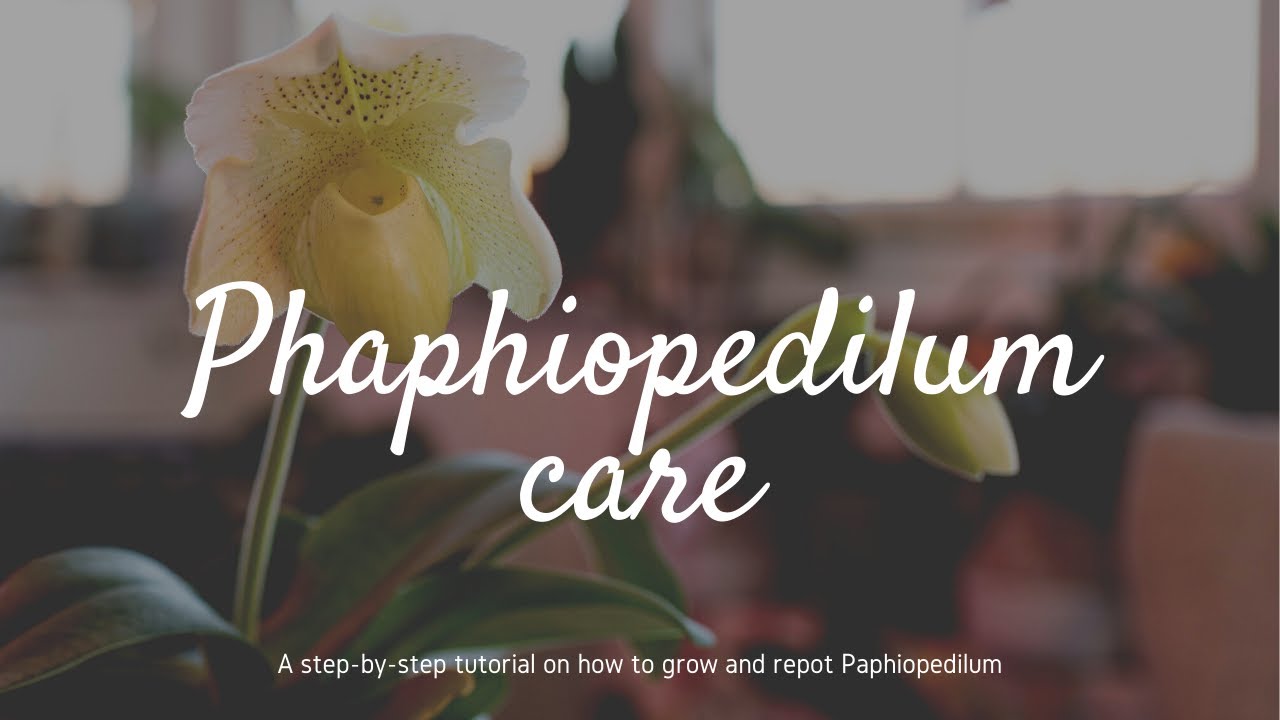Paphiopedilum Care & Culture for beginners | Lighting, watering & repotting