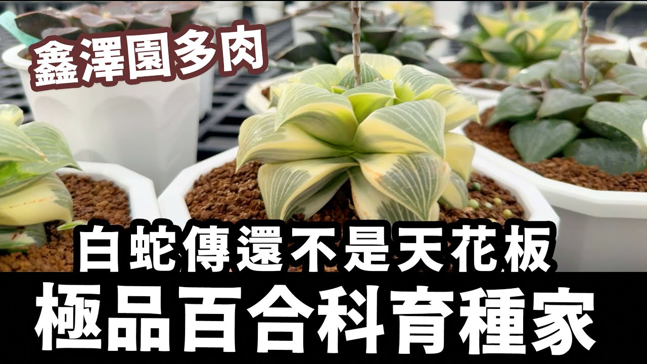 資深玩家才知道的～百合科秘境鑫澤園多肉，稀有到衝破天花板～價位我直接不問了 #稀有多肉 #多肉植物 #Haworthia