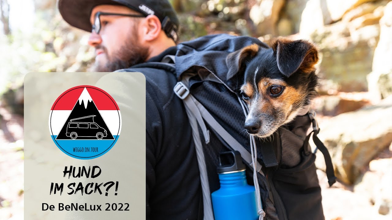 Hund im Sack?! Das wunderschöne Müllerthal | Vanlife Luxemburg