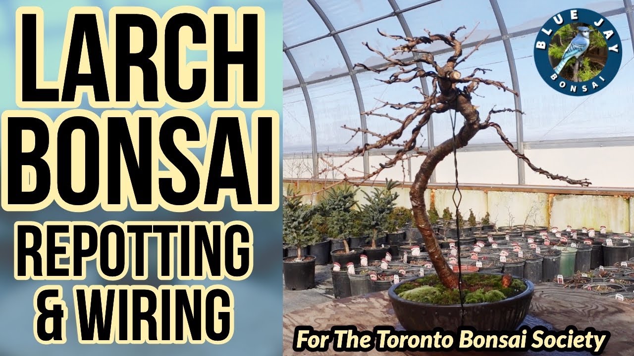 How to Make a Larch Bonsai - Repotting & Wiring a Larix laricina / Tamarack bonsai