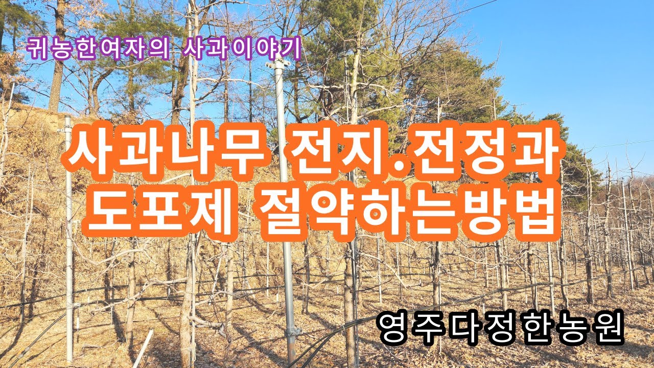 사과나무 가지치기와 도포제 절약하기