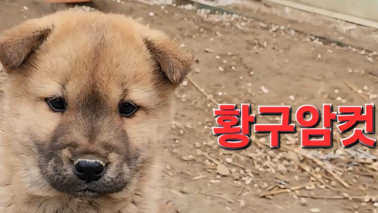 토종진돗개 황구암컷 