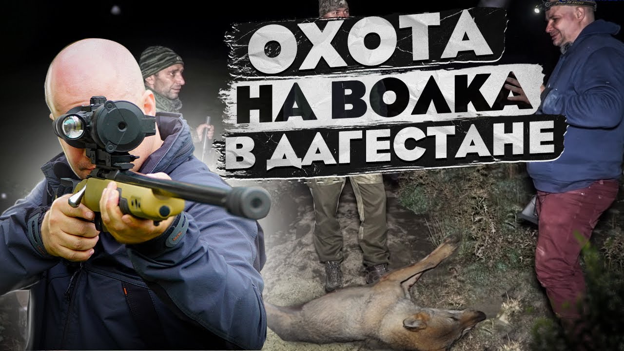 Волки напали на стадо баранов. Охотники успели вовремя, выстрелы в кадре!Охота на волка в Дагестане