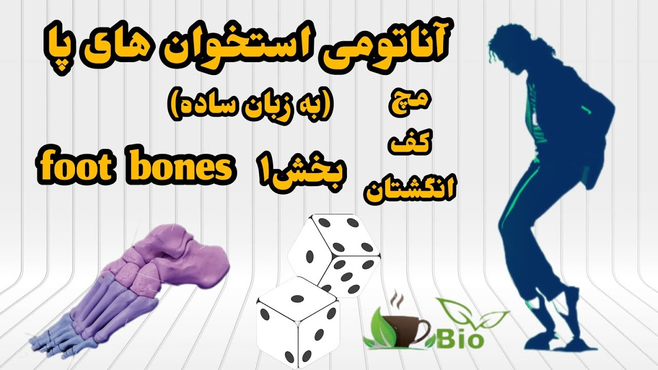 آناتومی استخوان های پا،(به زبان ساده) مچ، کف، انگشتان، تارسال، متا تارسال، فالنژ، بخش ۱،cafe biology