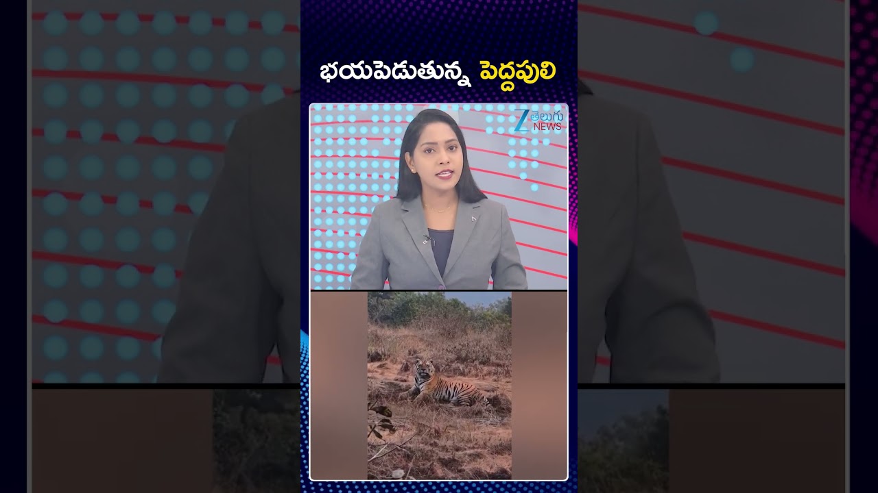 Tiger Fear at Prathipadu | Guntur | AP News | భయపెడుతున్న పెద్దపులి | ZEE Telugu News