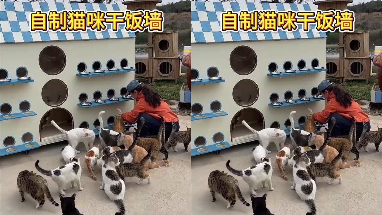自制猫咪干饭墙，各吃各的，再也不用掐架了 #我和流浪猫的故事  #关爱流浪猫  
