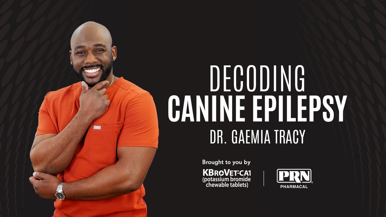 How long can a dog live with seizures? Veterinary Neurologist, Dr. Gaemia Tracy explains all!