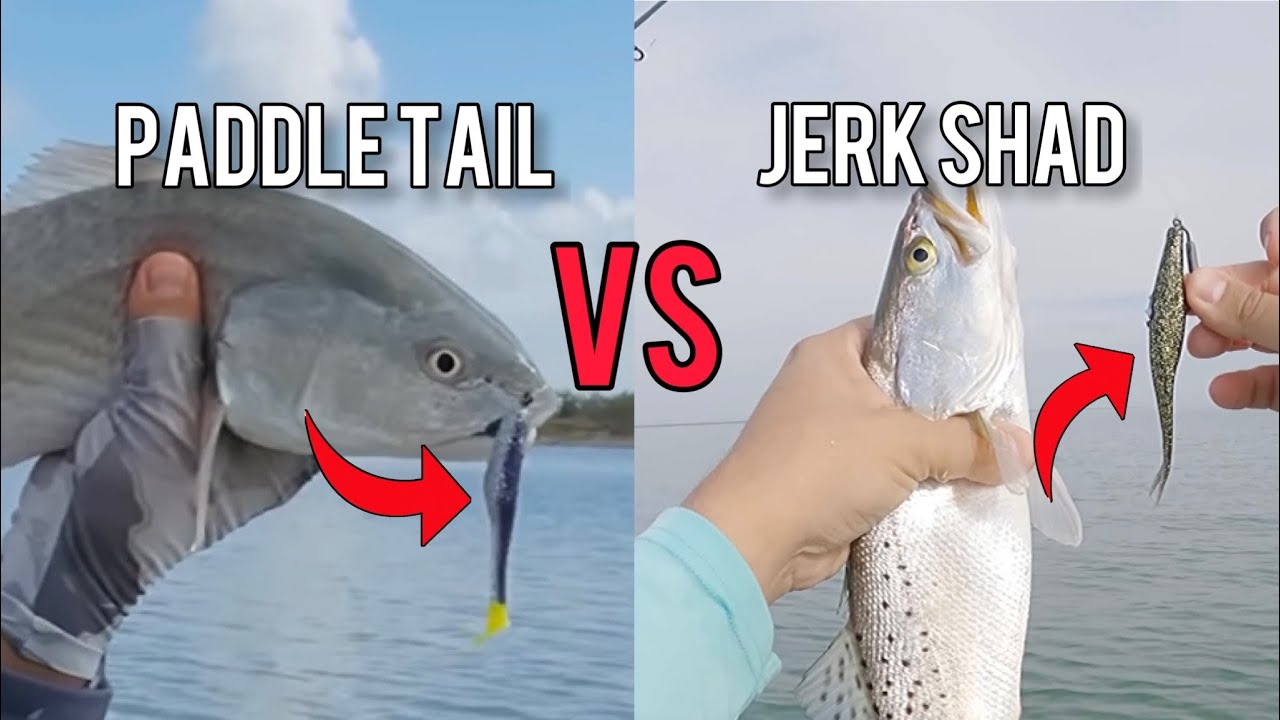Paddletail VS Jerkshad
