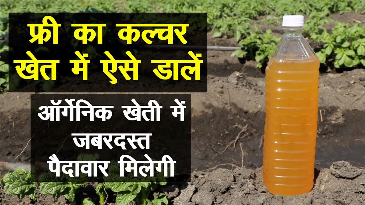 फ्री का जीवाणु कल्चर, ऑर्गेनिक खेती में जबरदस्त पैदावार देता है || ऐसे डालें || Technical Farming ||