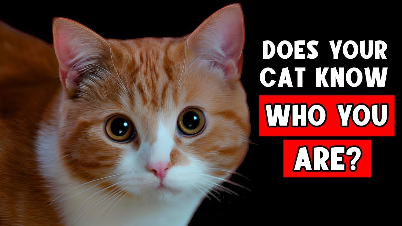 Can Cats RECOGNIZE Their OWNERS?