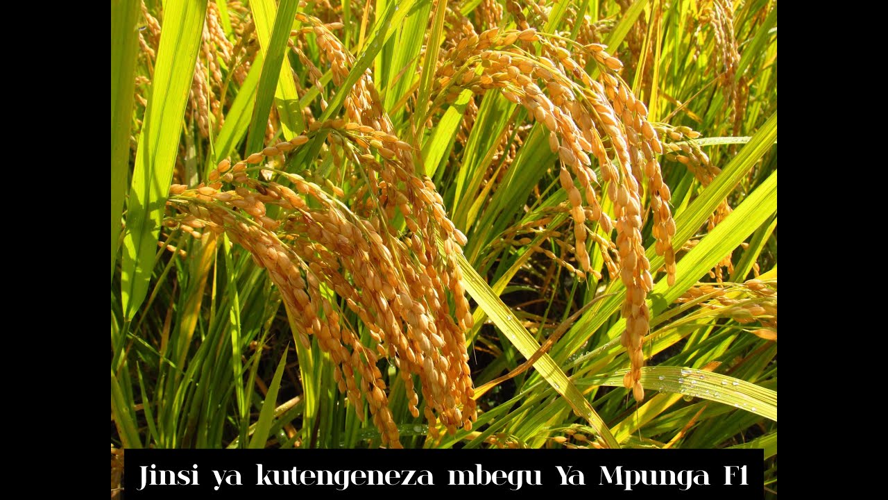 JINSI YAKUTENGENEZA MBEGU YA MPUNGA F1 UPATE MCHELE SUPER SHAMBA LOTE