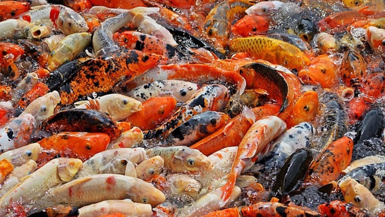 CARA MEMBERI MAKAN IKAN KOI DI AQUARIUM DENGAN BAIK DAN BENAR