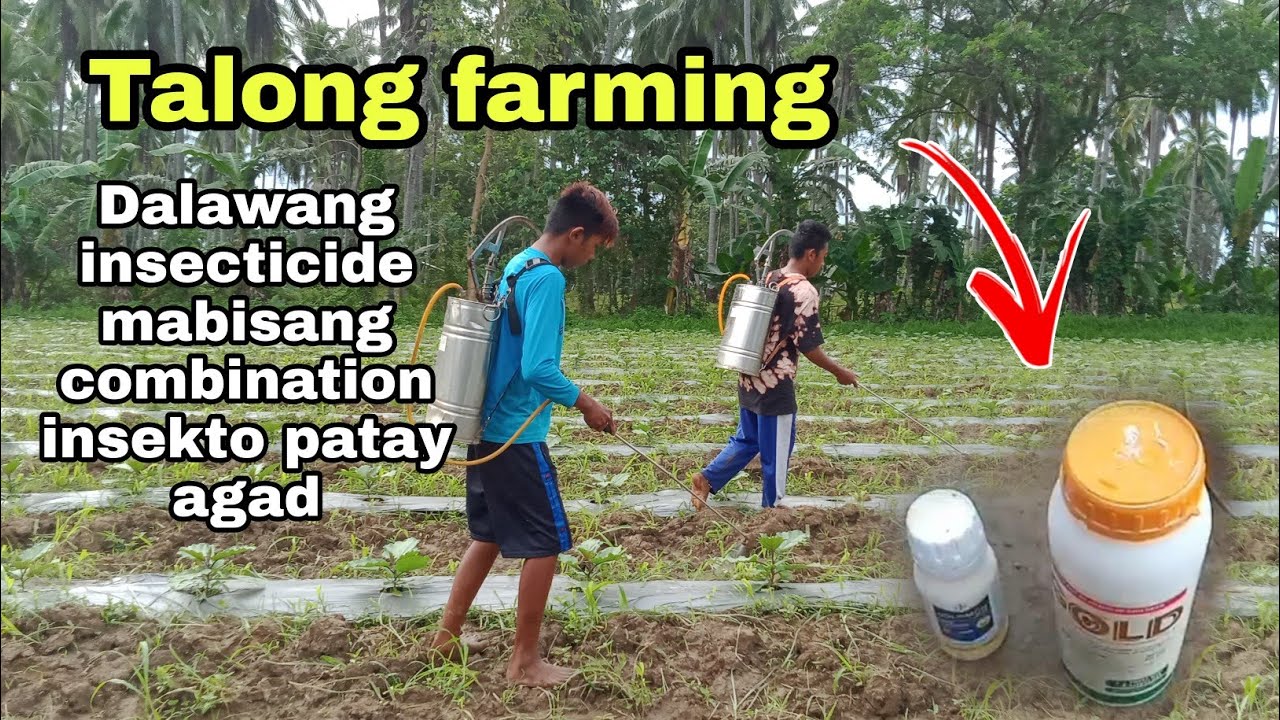 Talong farming Dalawang insecticide mabisang combination insekto patay agad