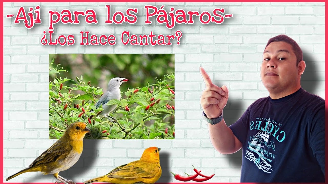 🔴Ají picante para CANARIOS bastos y finos hacer cantar a los canarios🔥