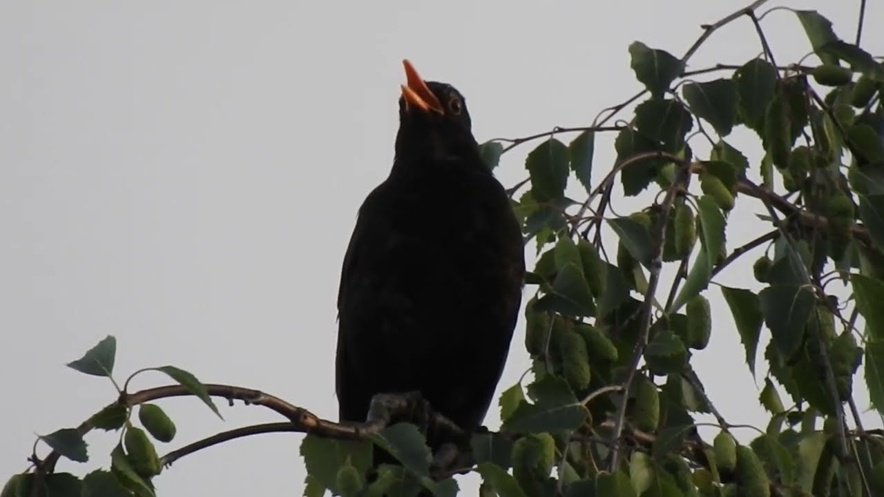 Blackbird singing after a down poor 30 05 25
