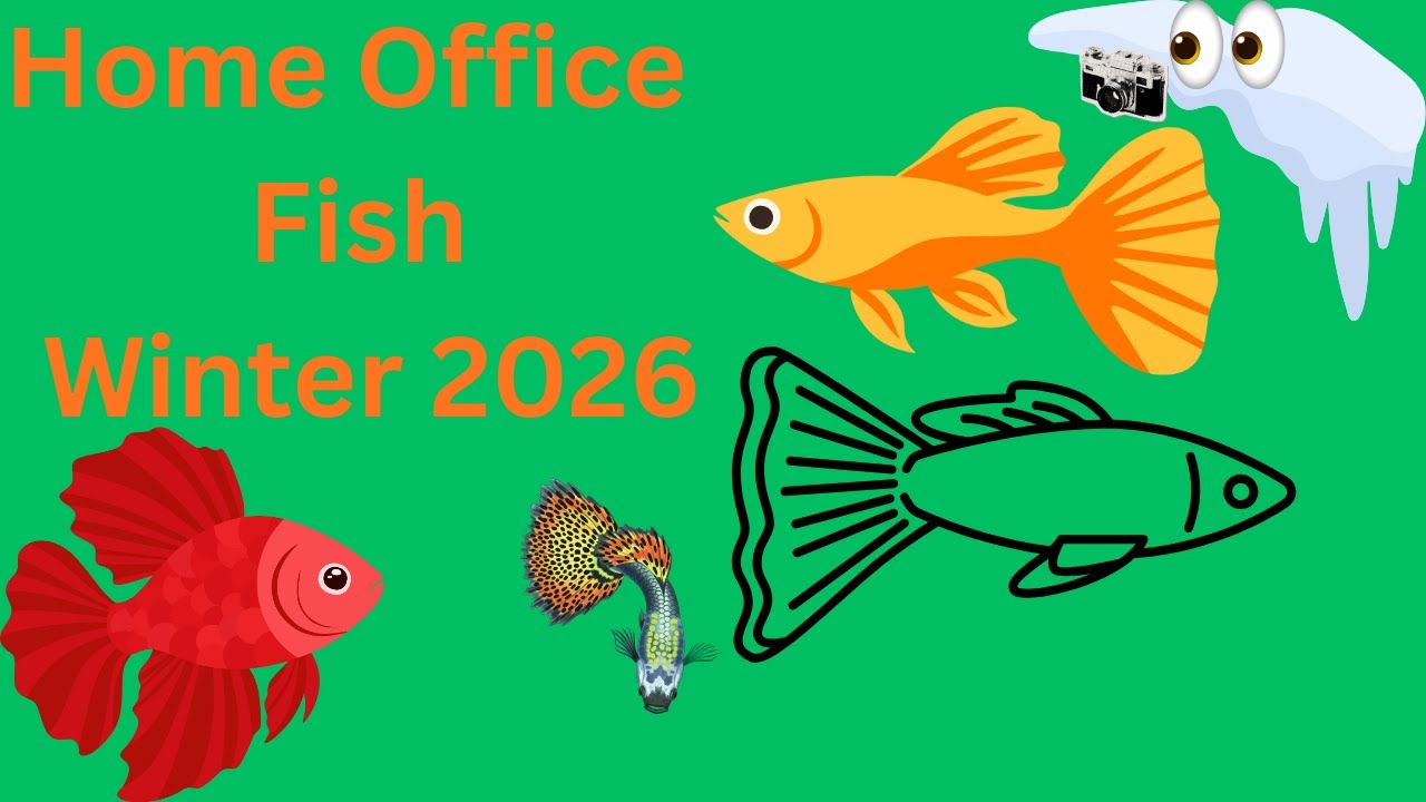 Главный офис Fish. Зима 2026 года.