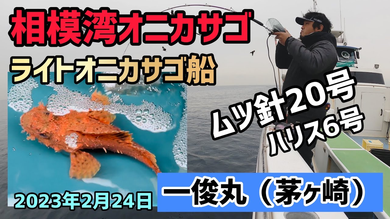 【相模湾オニカサゴ】 ライトオニカサゴ 一俊丸 2023年2月24日#46