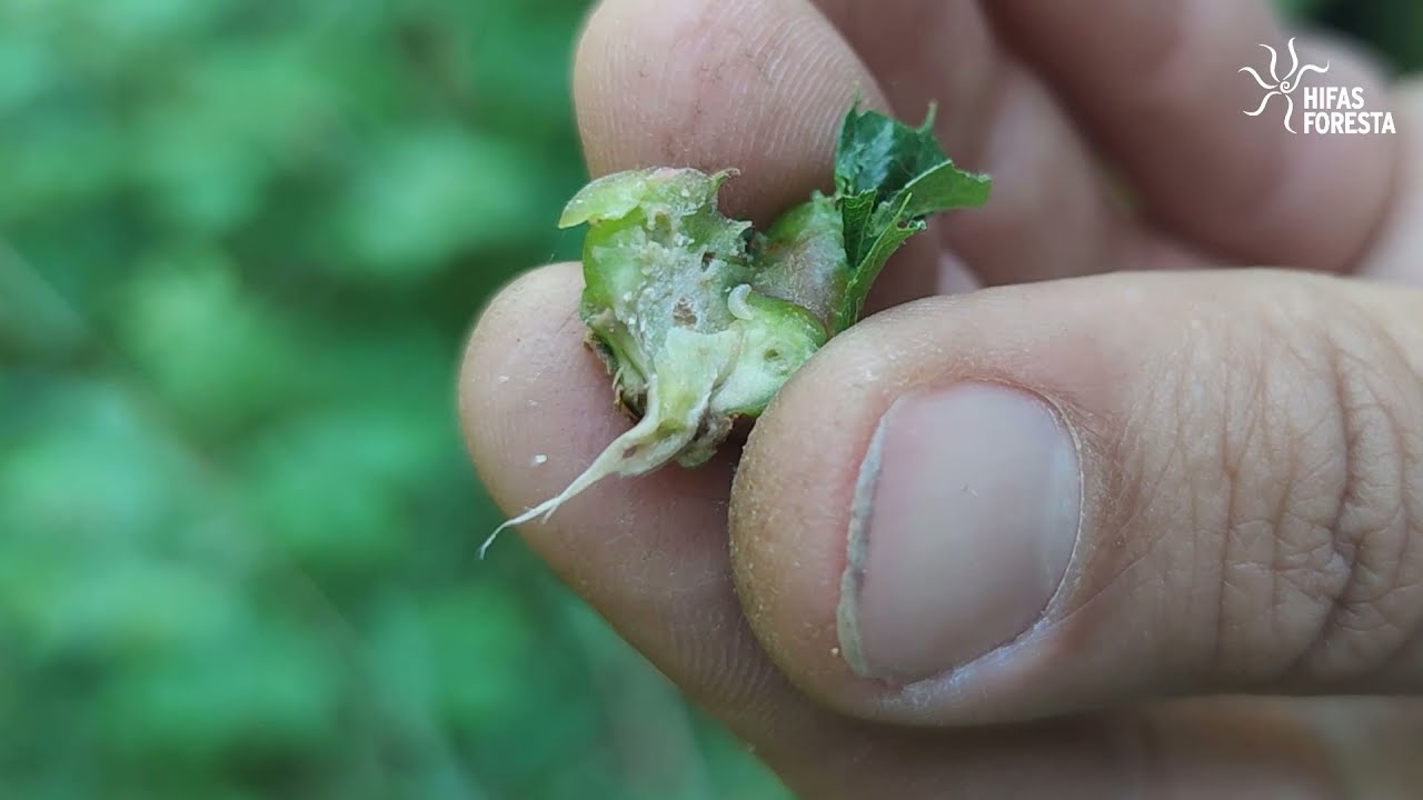 Consejos para combatir la Avispilla del castaño (Dryocosmus kuriphilus)