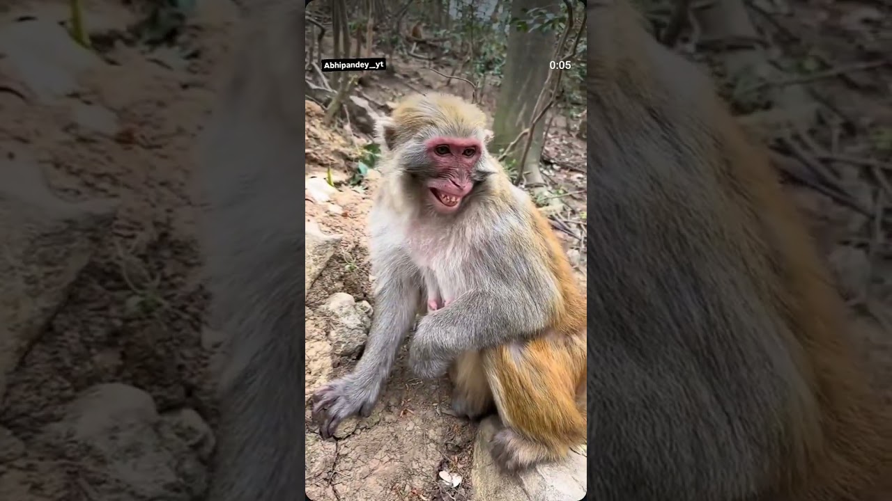 #monkeyfunny #monky #trending #trendingshorts #youtube #youtubeshorts #viralvideo #funny #pets #mon