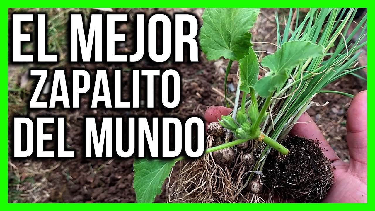 PLANTADO DE ZAPALLITOS VERDE DE TRONCO cultivo a pleno sol ASOCIACION CON PUERROS
