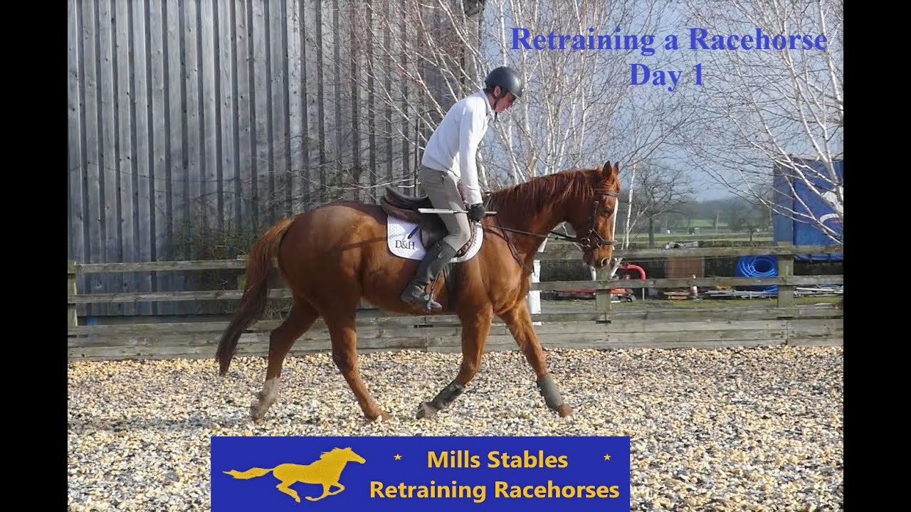 Danecase - Retraining a Racehorse - First day of Retraining