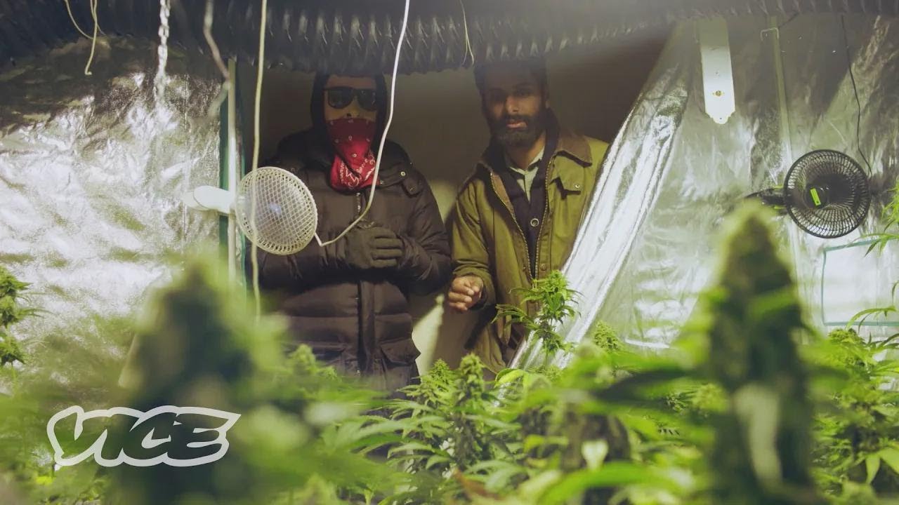 Les astuces des dealers d’Amsterdam pour contourner la limite des 500 g | WEEDIQUETTE