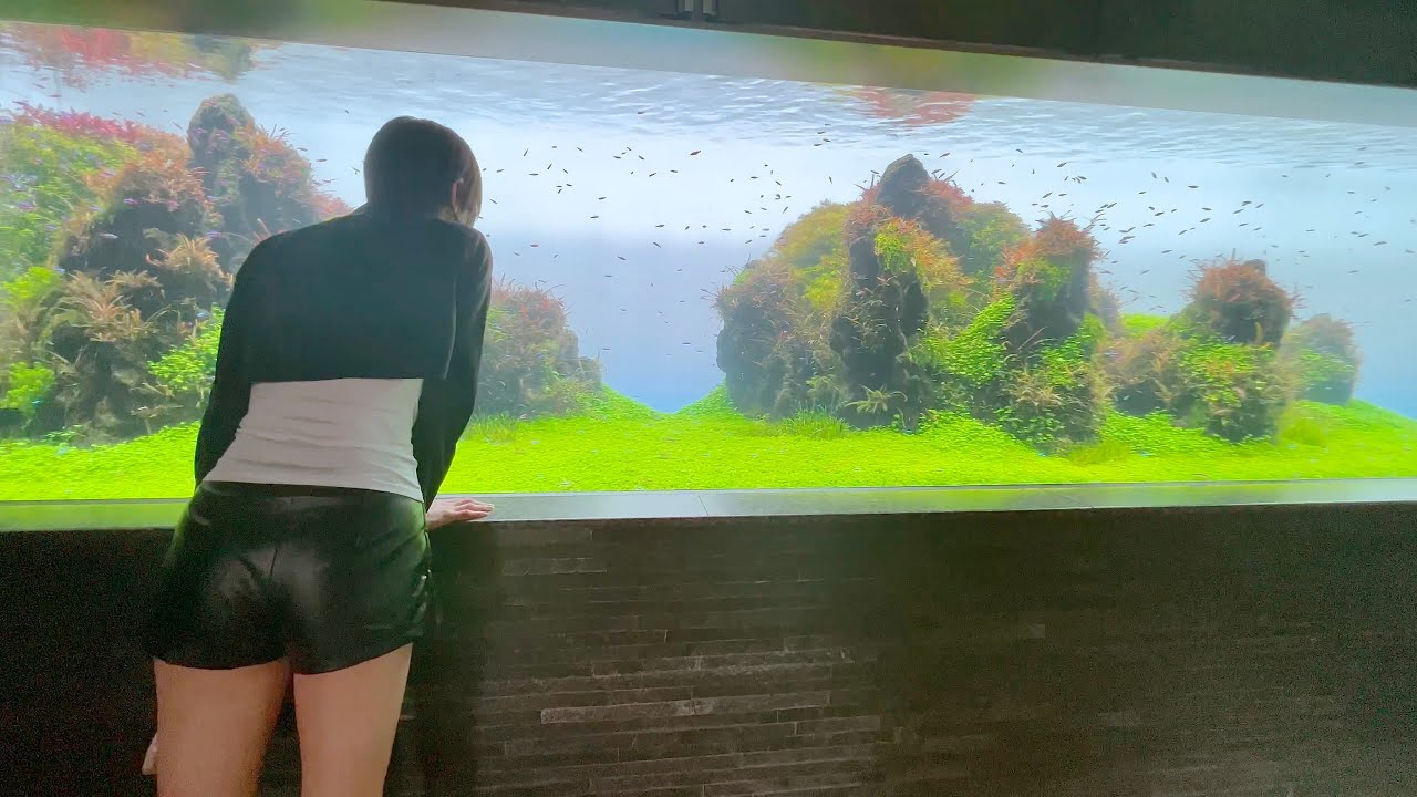 【4K】彼女と東京スカイツリー「すみだ水族館」散歩。ペンギンは近くに寄ってきて可愛かった～