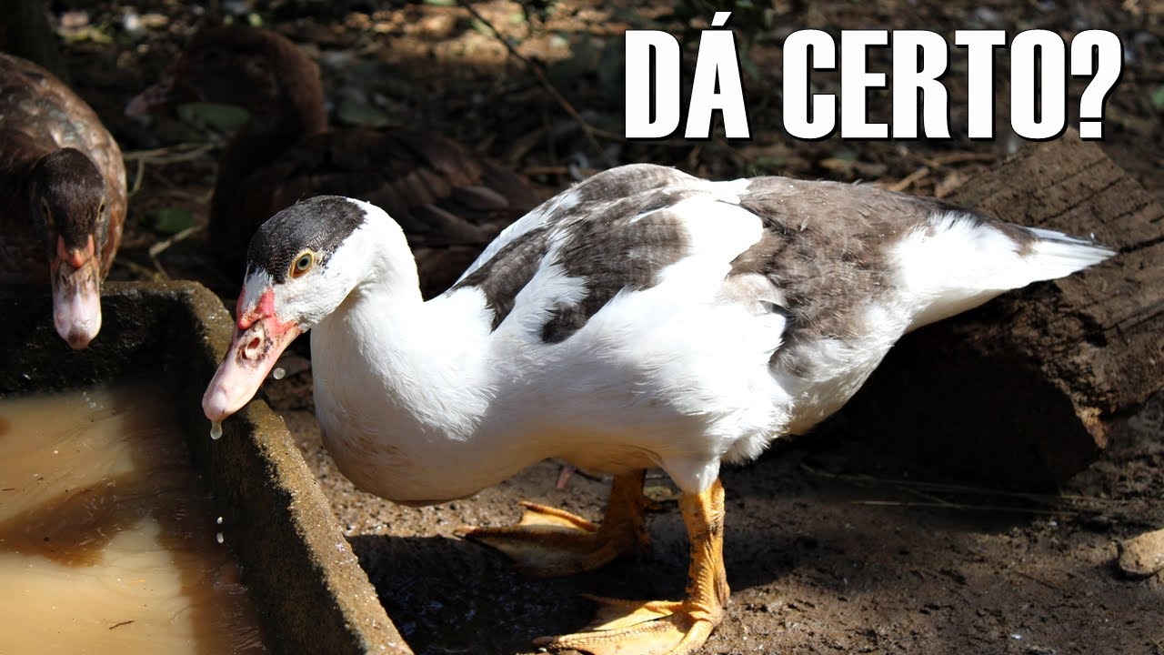 Posso criar PATOS e GALINHAS juntos? Quais os RISCOS?