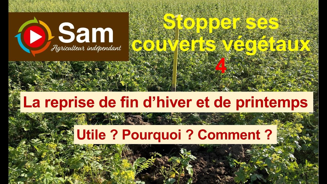Stopper ses couverts végétaux N°4. La reprise de fin d'hiver et de printemps. Pourquoi et comment ?