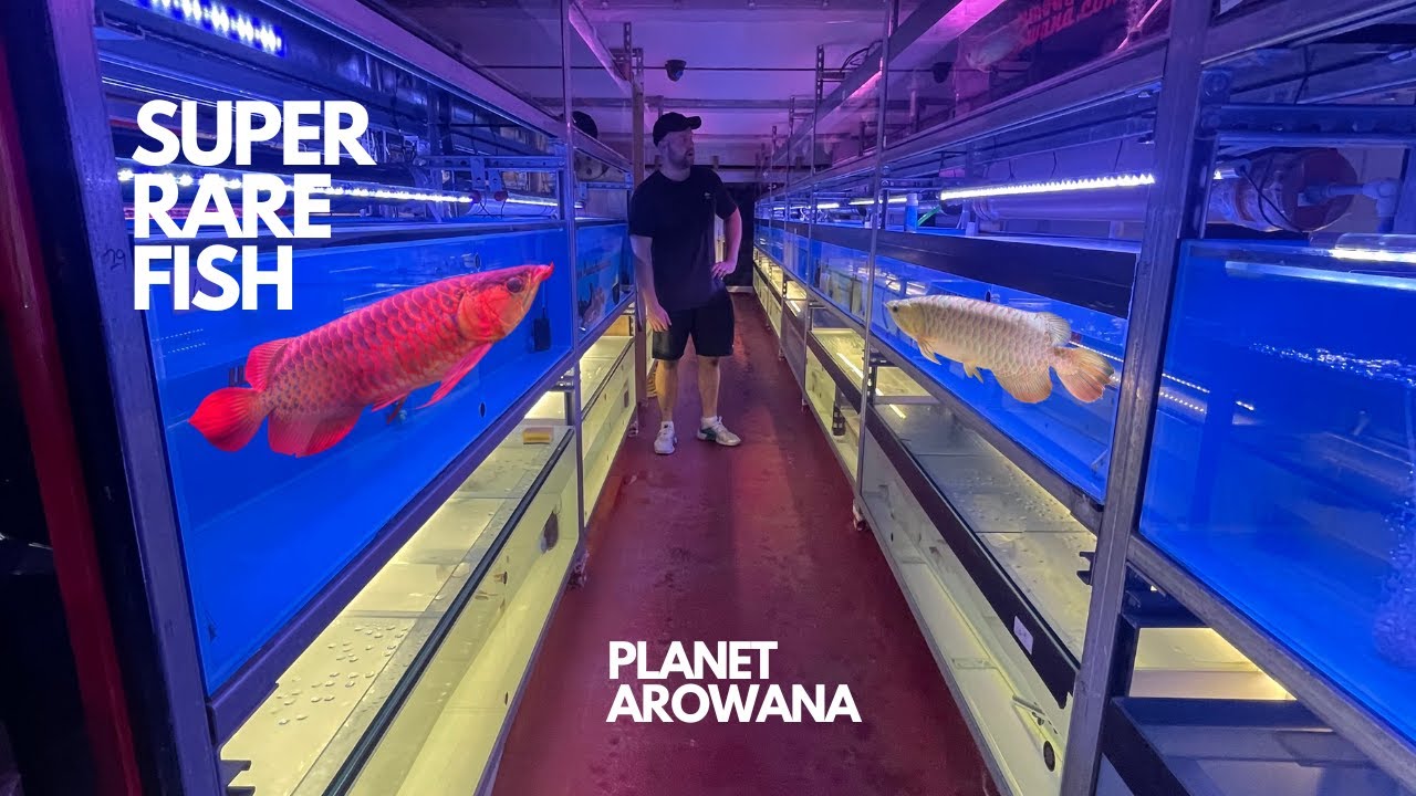 IS THIS THE RAREST FISH SHOP IN THE UK??? FULL TOUR AT PLANET AROWANA