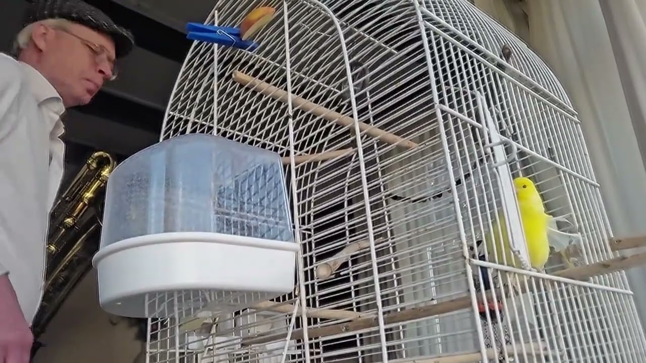 Battle of the Bands! Contrabass Saxophone and Canary music battle. Canary wins