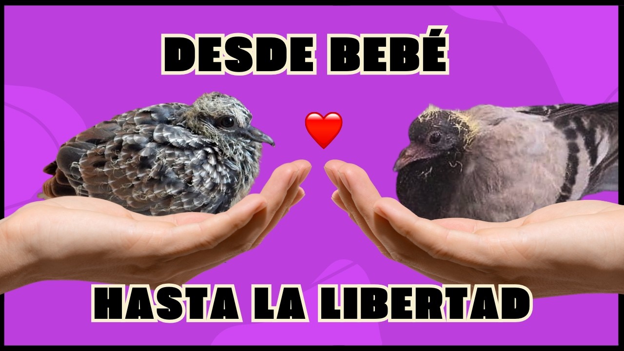 Cómo cuidar un pichón de paloma caído del nido 🐦 Guía completa