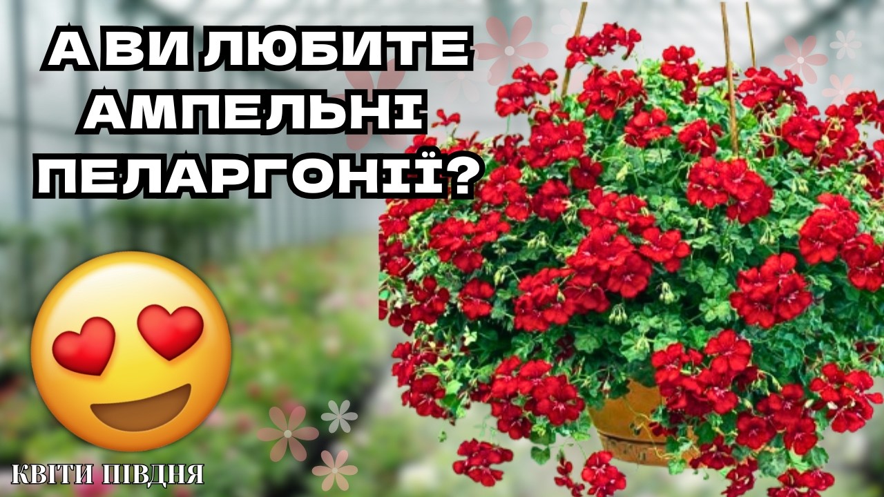 ОСОБЛИВОСТІ ПЛЮЩЕЛСТНИХ ПЕЛАРГОНІЙ  🌸