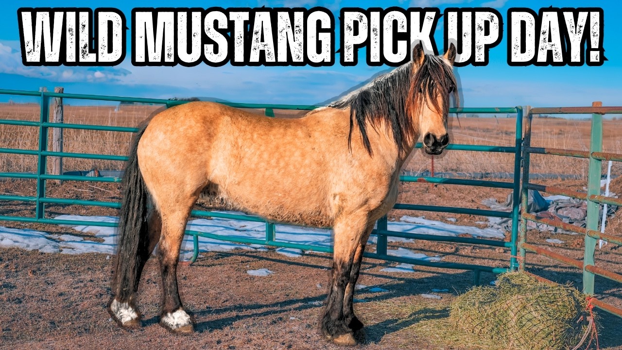 This Beautiful Wild Horse Found a Home! - Mustang Pick Up Day