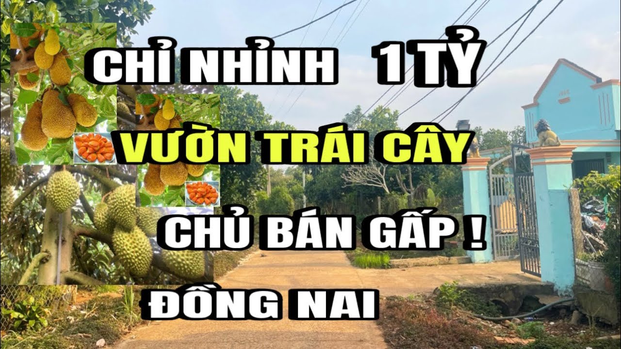 Đã bán) cô bình bán gấp, vườn trái cây, Sầu riêng, mít ruột đỏ, tại Huyện cẩm Mỹ cũ, Đồng Nai