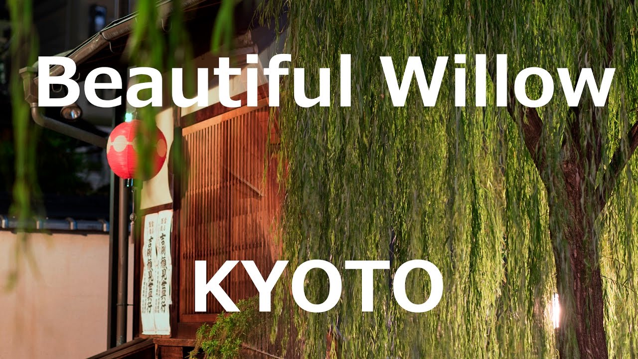 SONY &alpha;7S2 京都の柳～Beautiful Willow of Kyoto～白川通り 4K slog2