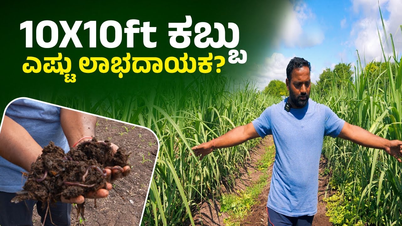 10X10 ft ಕಬ್ಬಿನಲ್ಲಿ ಅಧಿಕ ಇಳುವರಿ ಪಡೆಯುವುದು ಹೇಗೆ?