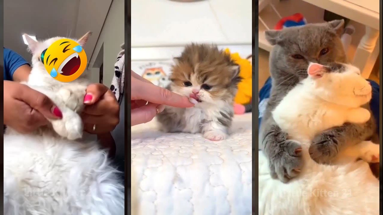 Funny Cats 2025 🥰 Will Cheer you Up 🥰 