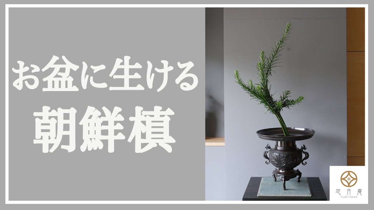 【お盆に生けよう】朝鮮槙の格花の生け方 Ikebana-Cephalotaxusharringtonia f. fastigiata
