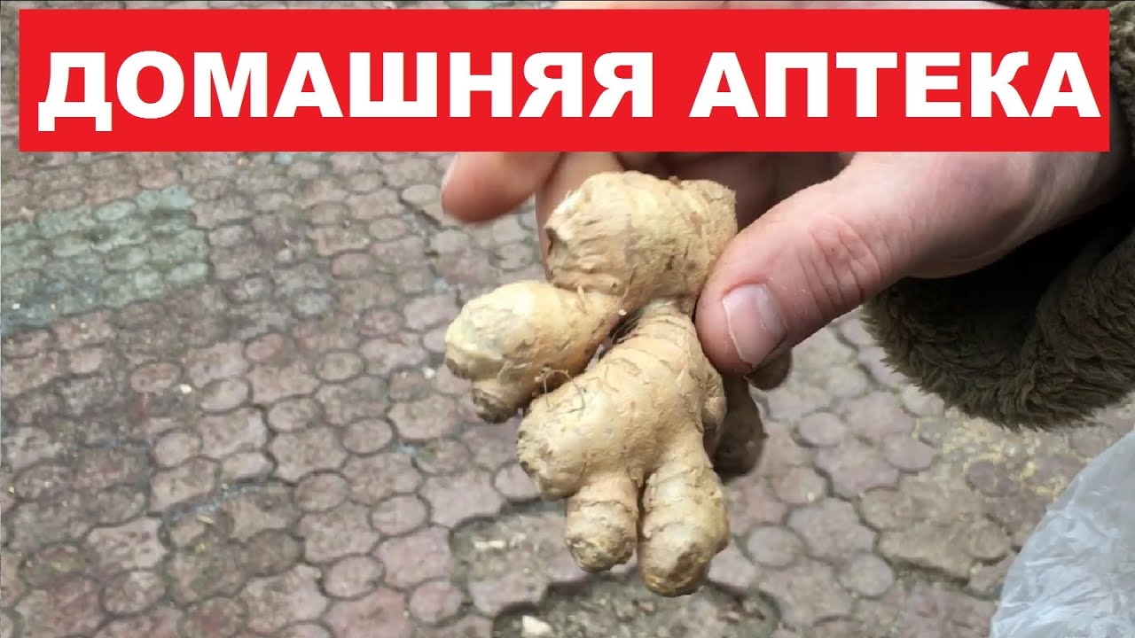 Домашняя аптека для пропаивания голубей. Грибковые заболевания голубей