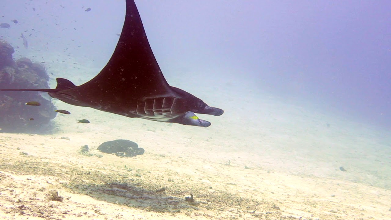 MANTA SANDY