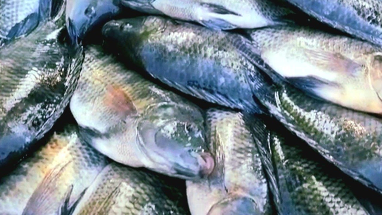 Fazendo assim sua Criação de tilápia vai dar certo!