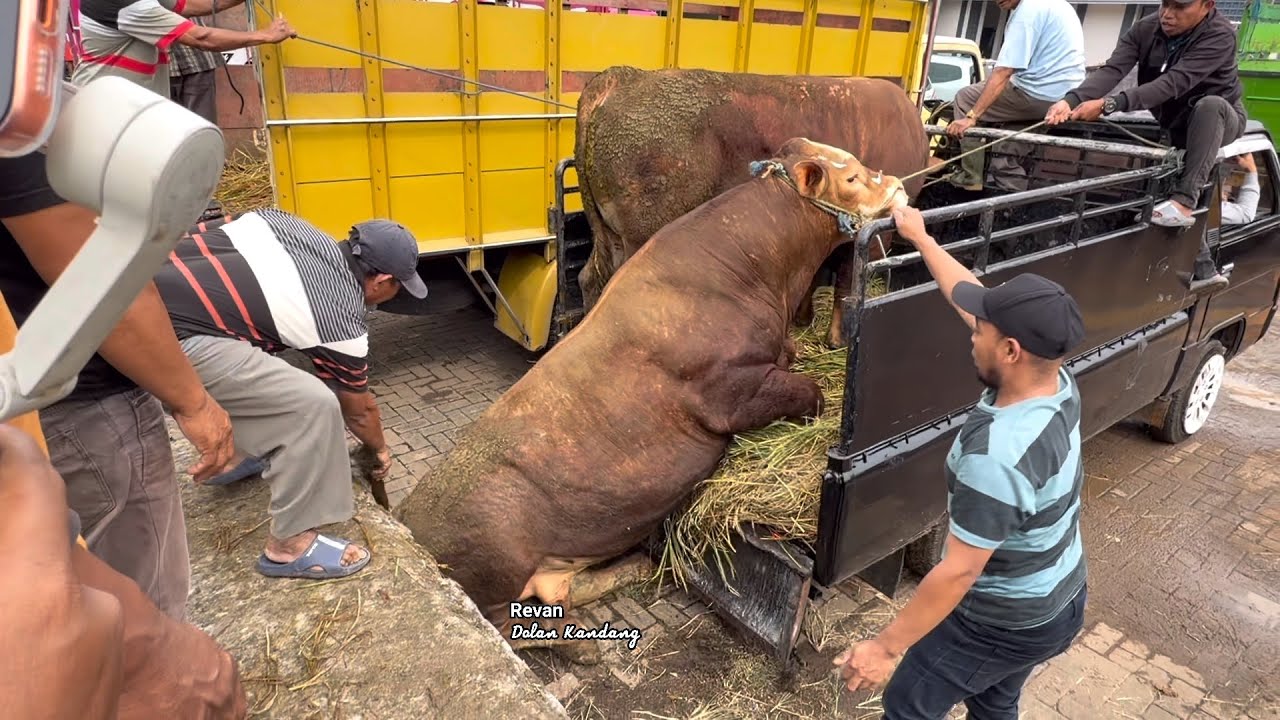 SAPI NGAMUK SUPER BRUTAL PAGI INI 🔥