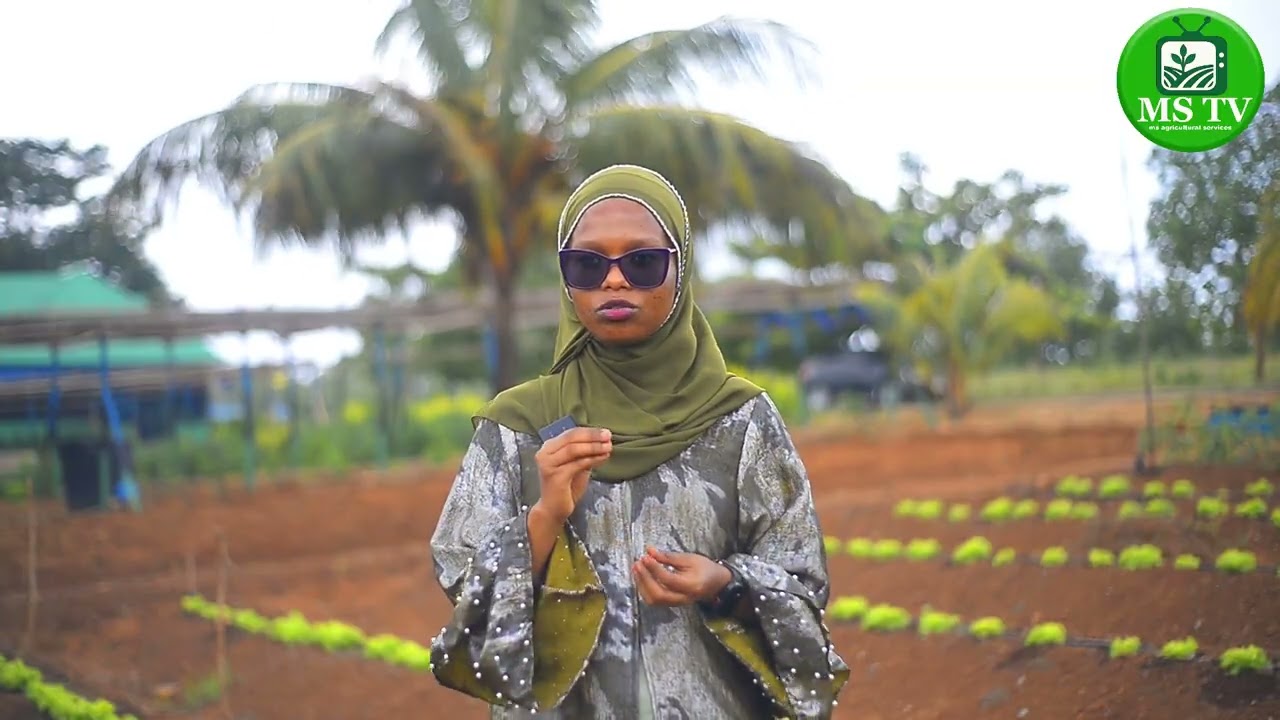 FAHAMU_ZAO_LA_SOFT LETTUCE_HATUA_KWA_HATUA_PAMOJA_NA_ FAIDA_ZAKE_