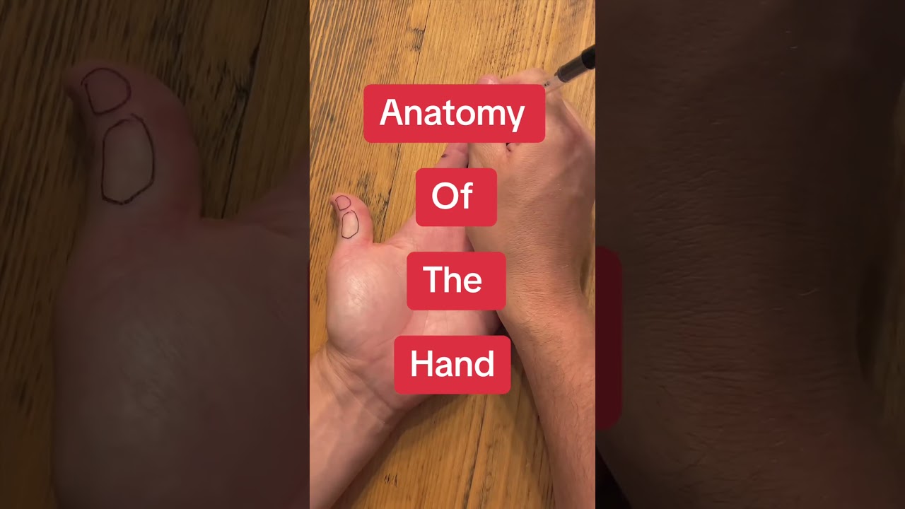 Hand Bones Explained: Phalanges, Metacarpals & Carpals #anatomy #medicaleducation