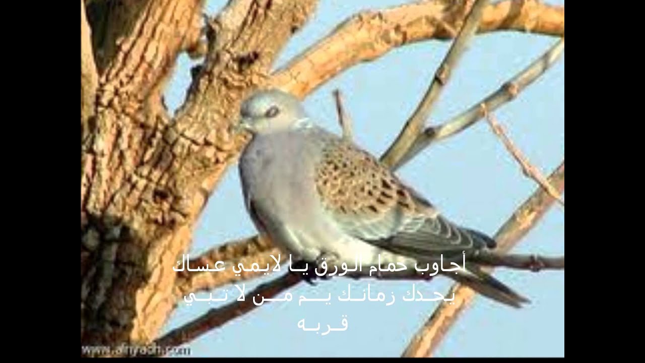 الغربـه,,كلمات الشاعر/ رشيد الزلامي,,أداء/نياف تركي