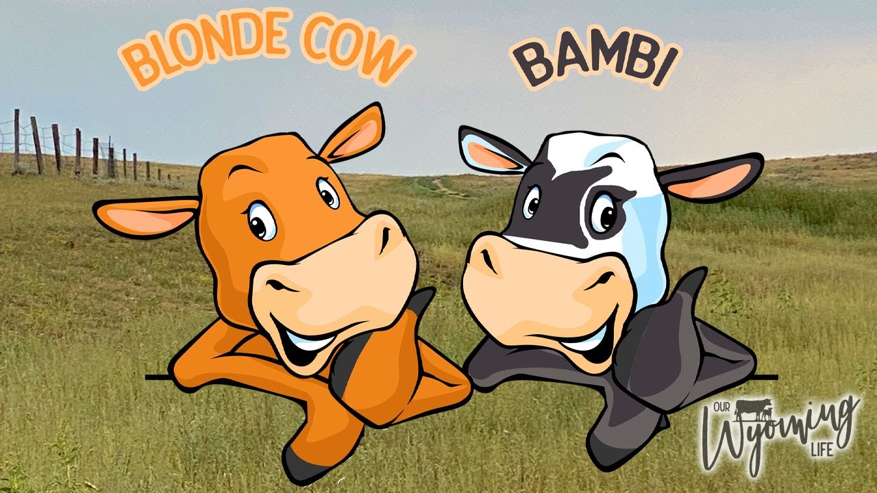 Our Star Cows Come Home