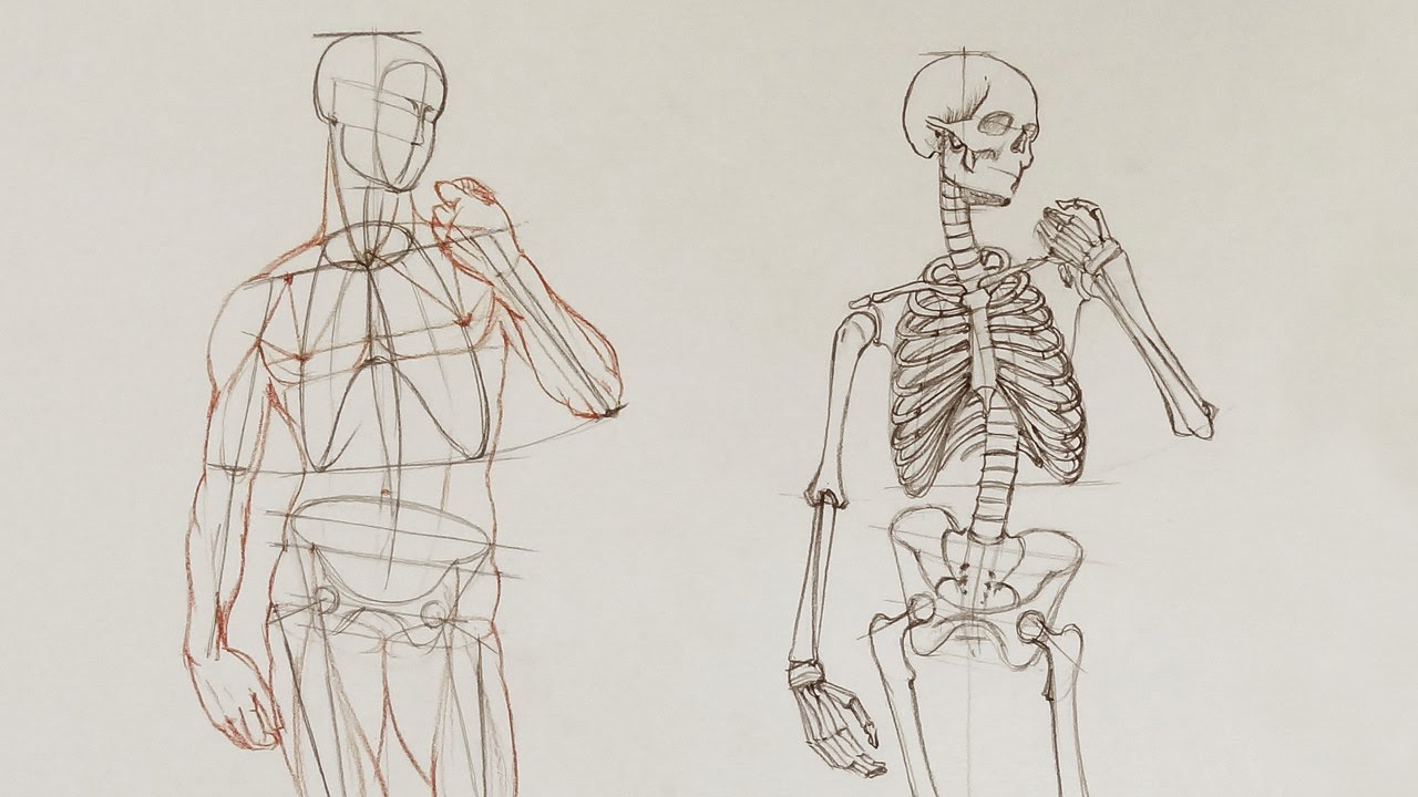 Human Body Anatomy - Anatomy Master Class