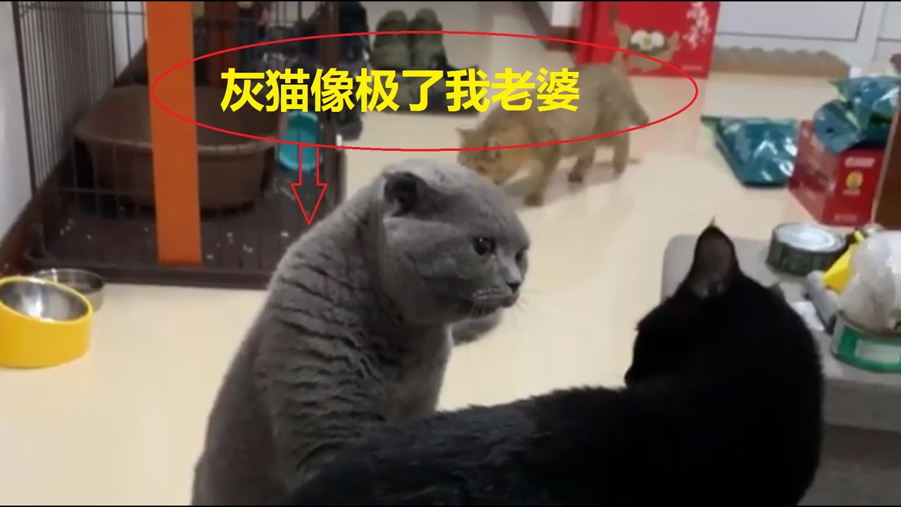 灰猫像极了我老婆，黑猫像极了我，哈哈